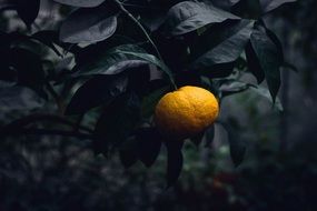 yellow Citrus Fruit on black Plant