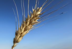 golden ear of wheat on the background of a clear sky close-up