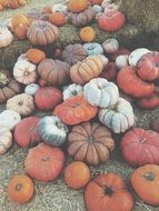 multi-colored pumpkins of different shapes in the fall