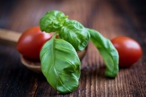 basil and tomatos