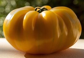 yellow tomato in natural light closeup