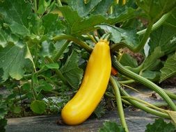 yellow zucchini in the greenhouse