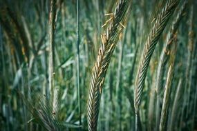 Grain Cornfield