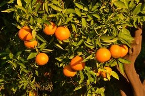 Orange Fruits on a tree in Spain