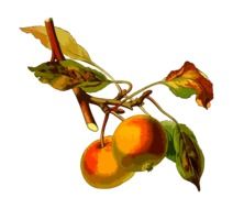 drawing of apples on the branch