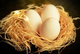 White Eggs in nest