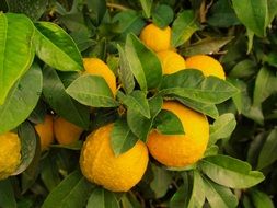 Lemons Tree close-up