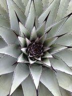 Cactus Succulent monochrome