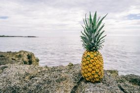 pineapple moving to seaside