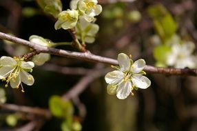 blossoming plum tree in spring