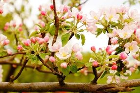 pink and white flowers on apple tree in spring