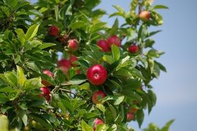 maroon apples on a green tree