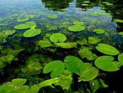 Your Marigolds lake in summer