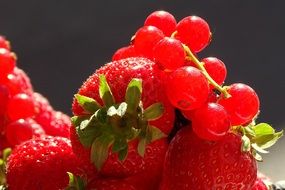 red summer berries in bright sunshine