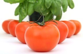 delicious tomatoes for cooking
