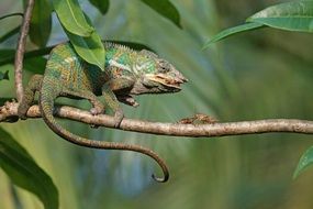 Panther Chameleon on the hunt