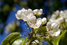 Beautiful white petals of flowers from pear tree