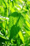 Stinging Nettle Leaves in nature