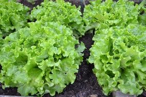 Green Salad Lettuce in the ground