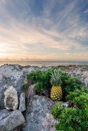 landscape of pineapple on the stone