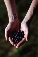 blueberries in hands close-up