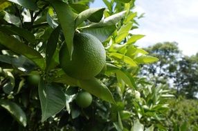 green lemon on the tree