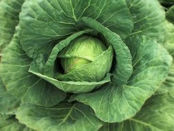green cabbage in the garden