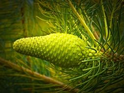 Closeup photo of Green pine on a Silver Tree