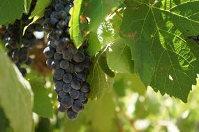 Close-up of the blue grapes on a bush