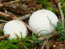 bovist on dry foliage