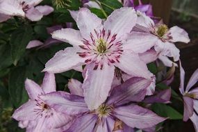 Flowers in the garden in summer