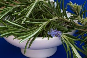 Rosemary Herbs on white plate