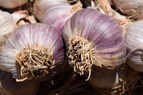 pile of purple Garlic Heads close up