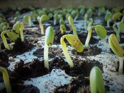 new soybean seedlings in soil