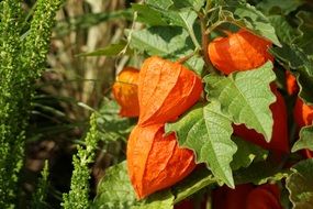 orange physalis fruits on a branch in autumn