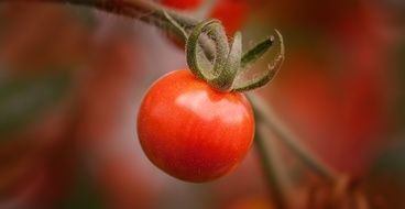 cherry tomato on a green stem