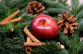 red apple and cinnamon on spruce branches