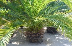 Tropical palm tree near the ocean