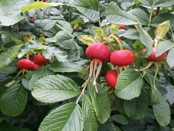 bush of the wild rose with fruits