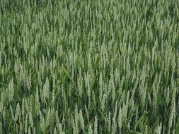 green wheat agricultural field