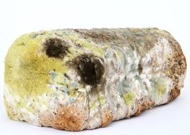 mold and bacteria on old bread