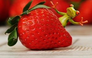 Strawberries and ceramic Frog