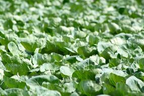 Cabbage Farm close-up on blurred background