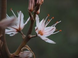 Fragrant Asphodel Flower in nature