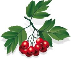 branch with red berries and green leaves