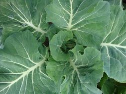 cabbage is an organic product, close-up