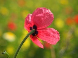 pink poppy flower
