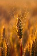 sunny Wheat Field Close-Up Plant