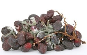 mold on dried grapes