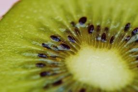 close kiwi fruit still life